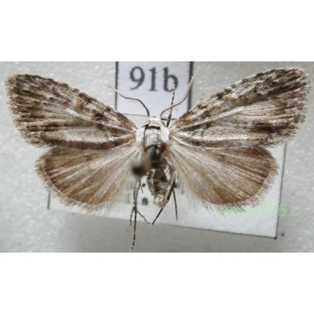 Meganola strigula (Denis & Schiffermüller, 1775) Czech91b